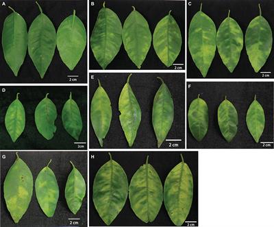 Phloem Regeneration Is a Mechanism for Huanglongbing-Tolerance of “Bearss” Lemon and “LB8-9” Sugar Belle® Mandarin